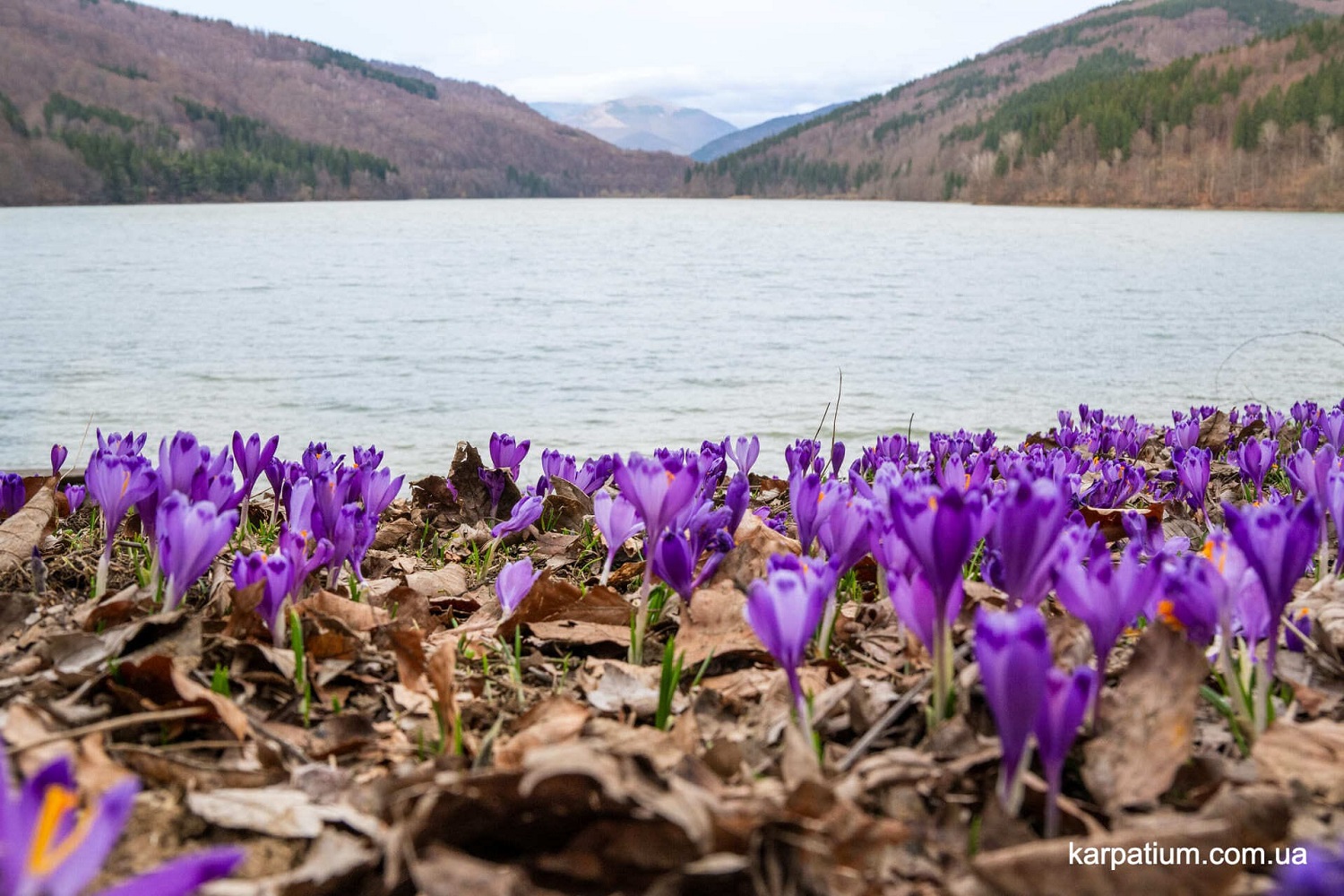 Такое бывает раз в году! Почему стоит поспешить в Карпаты, чтобы увидеть цветение крокусов (фото)